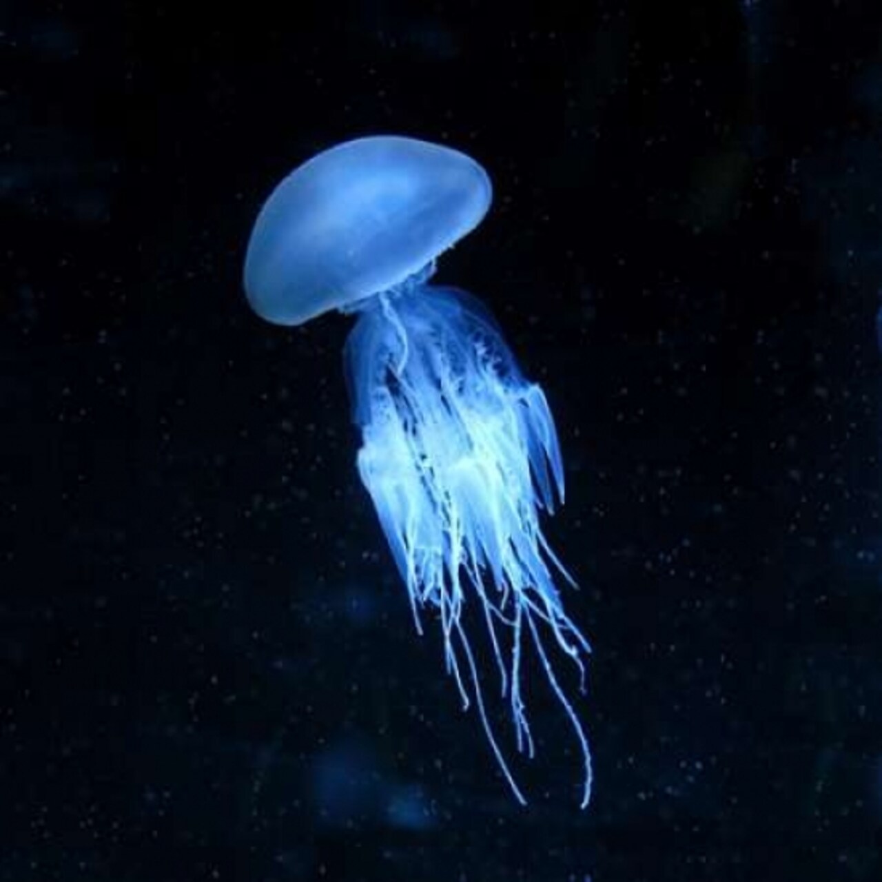 Luminescent Jellyfish Poster Print by PhotoINC Studio - Item # VARPDXIN31851